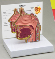 Sinus Model Pharmaceutical and Anatomical Model Gifts